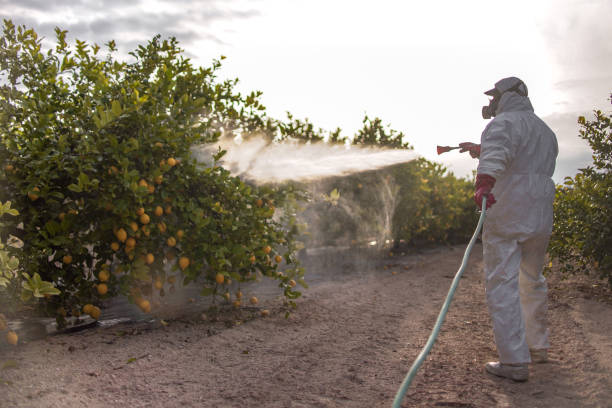 Reliable Bogart, GA Pest Control Solutions