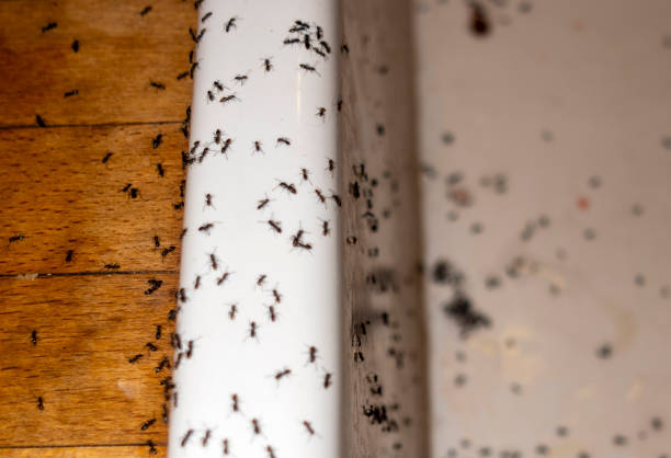 Best Termite Control Services  in Bort, GA