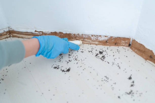 Best Flea Control Services  in Bort, GA